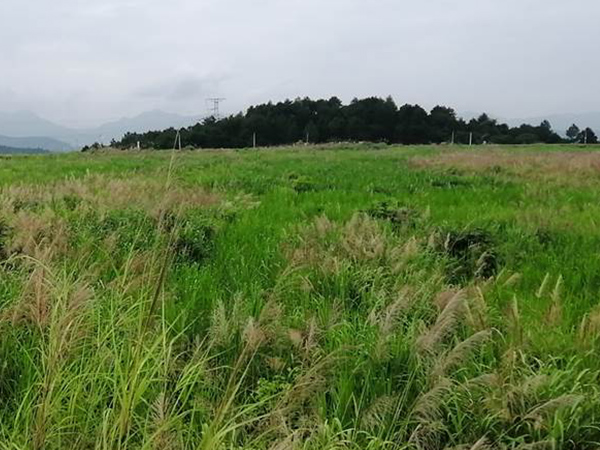 矿区污染场地生态香蕉污视频免费在线观看