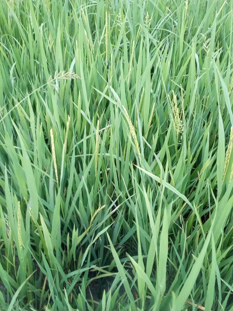2017年度长沙县重金属污染耕地香蕉污视频免费在线观看治理试点第三方治理采购项目
