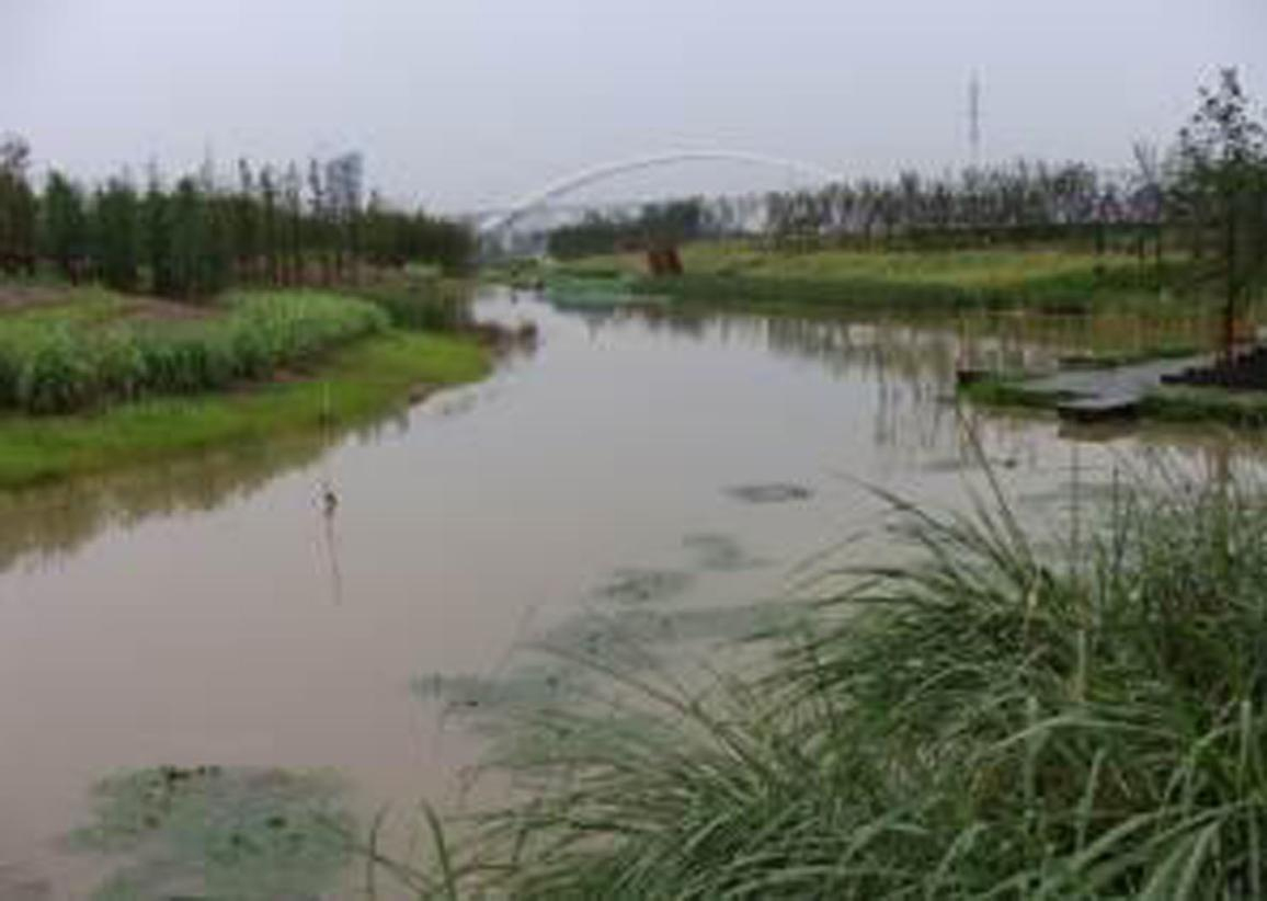 洋湖湿地生态香蕉污视频免费在线观看与保育工程