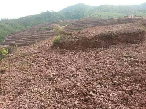 常宁万亩荒山废山生态香蕉污视频免费在线观看产业化新模式——万亩油茶基地
